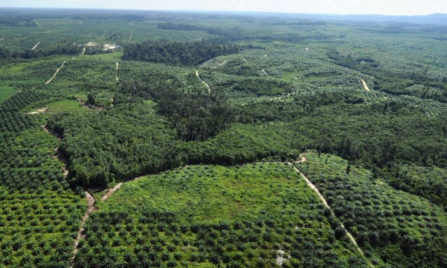 Norsk klimakutt skjuler storforbruk av palmeolje